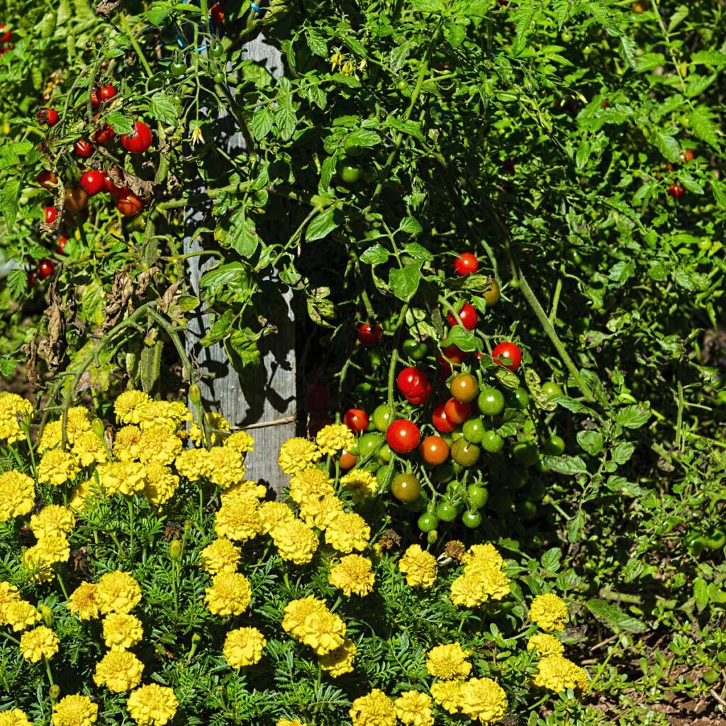 gardening tips for thriving gardens | Marigolds and vegetables in a thriving garden