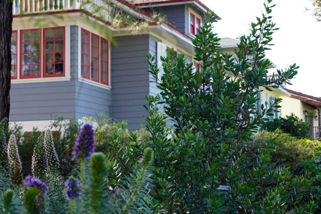 Native plants for sustainable landscaping