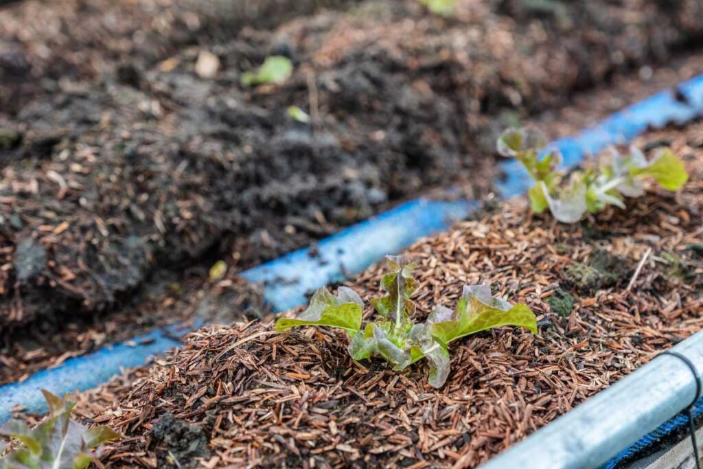 Using organic mulch to maintain thriving gardens