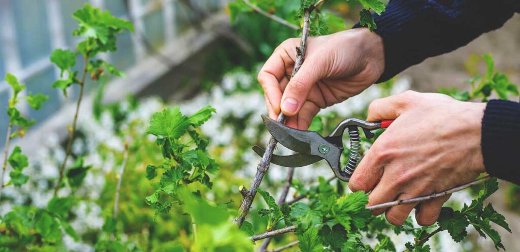 Pruning shrubs and trees as part of professional landscaping maintenance tips