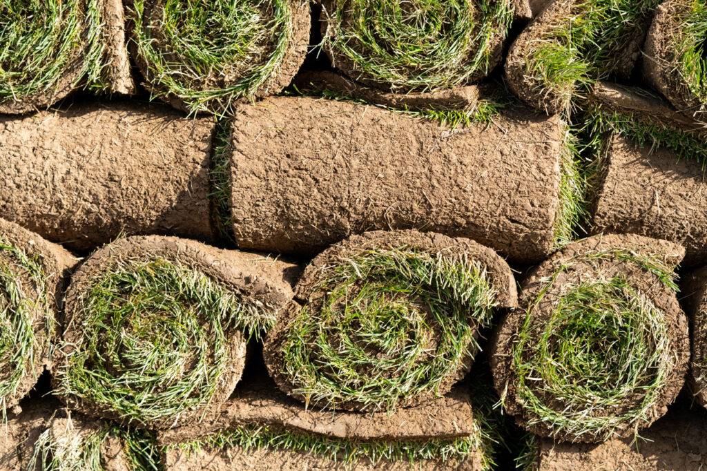 Bermuda grass sod – best sod for high-traffic Florida properties