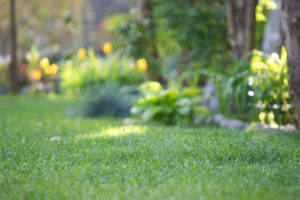 lawn care tips for a greener yard in Port Charlotte FL