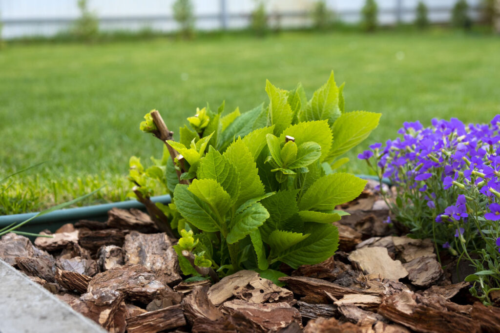 mulching benefits for improving curb appeal