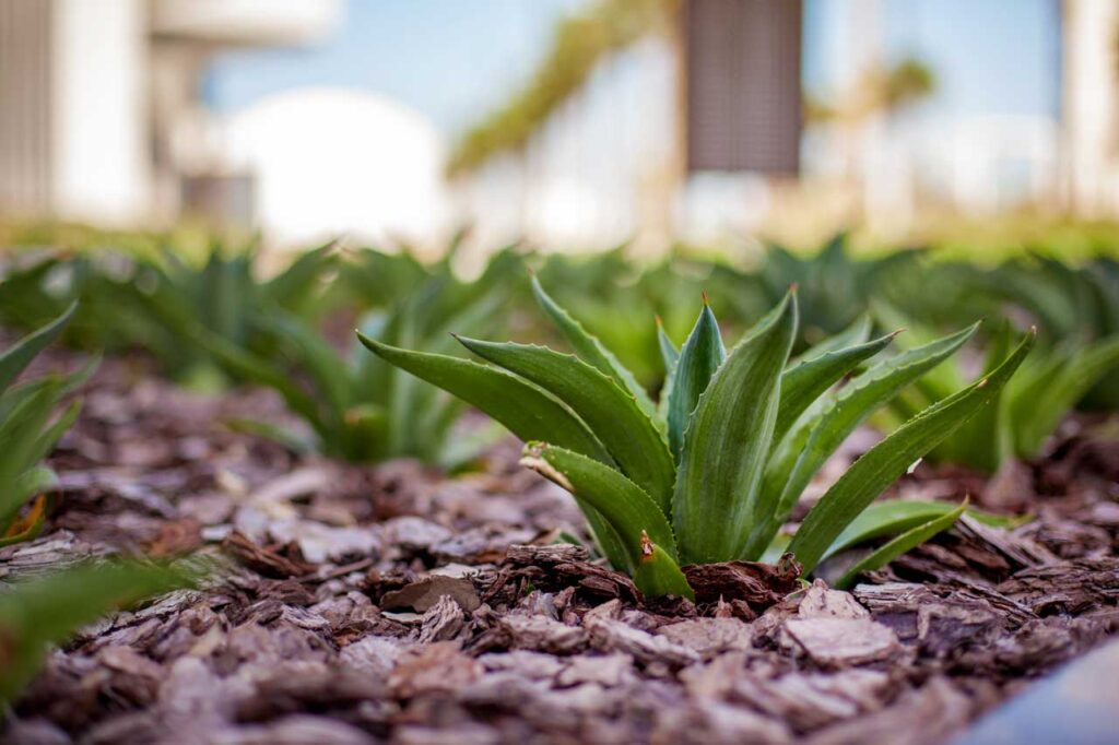 landscaping services in Port Charlotte FL | Fresh mulch applied to garden beds in Port Charlotte FL