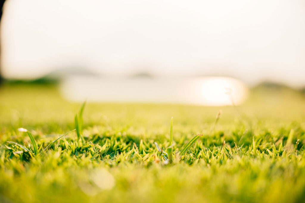 Summer lawn care by landscaping services in Port Charlotte FL