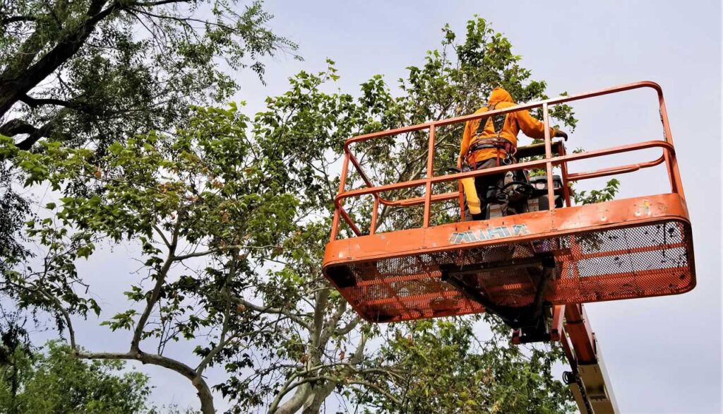 landscaping services in Port Charlotte FL | Expert tree trimming and pruning in Port Charlotte FL