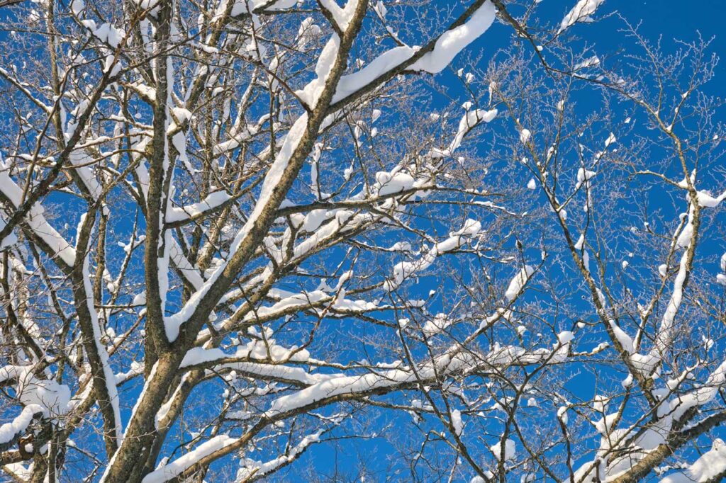 Winter tree trimming by landscaping services in Port Charlotte FL