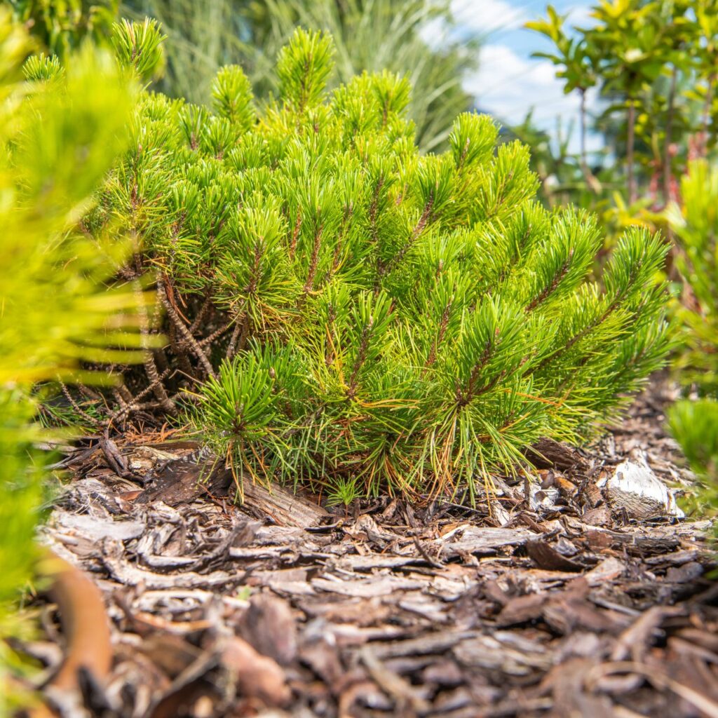 tree and shrub care tips using mulch
