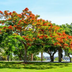 tree and shrub care tips for healthy landscaping