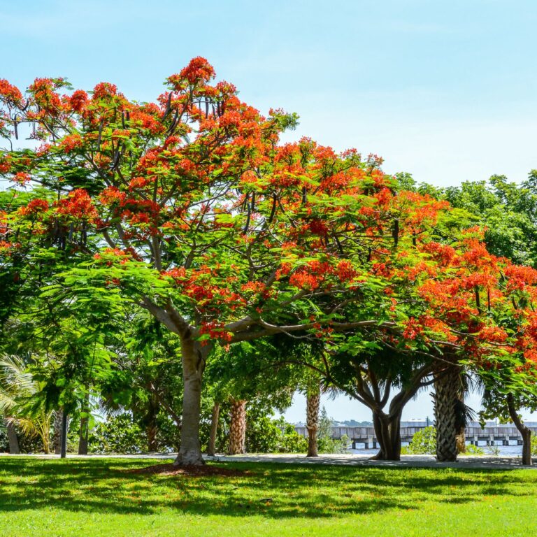 tree and shrub care tips for healthy landscaping