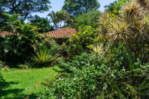 Florida Native Plants North Port FL | Florida native plants in a professionally designed residential landscape in North Port FL