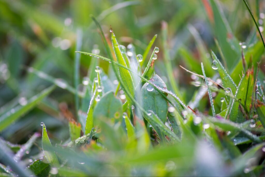 lawn fungus treatment | Morning dew covering a healthy Florida lawn during humid weather