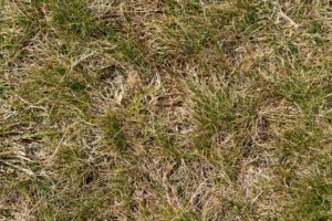 lawn fungus treatment | Brown patch lawn fungus affecting a residential lawn in North Port FL