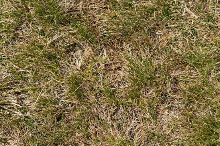 lawn fungus treatment | Brown patch lawn fungus affecting a residential lawn in North Port FL