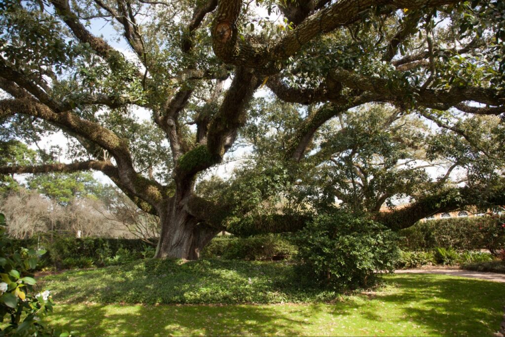 Florida native plants North Port FL | Large Live Oak and Southern Magnolia trees enhancing a residential property in Florida