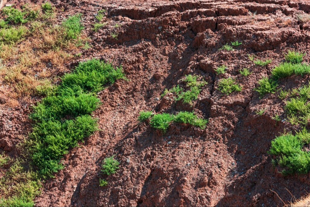 Soil erosion and washed-out mulch caused by heavy rain and landscape runoff