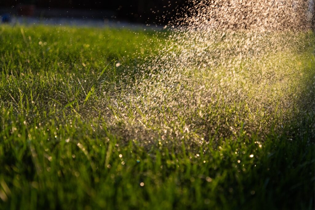 lawn fungus treatment | Homeowner watering a lawn during the early morning hours