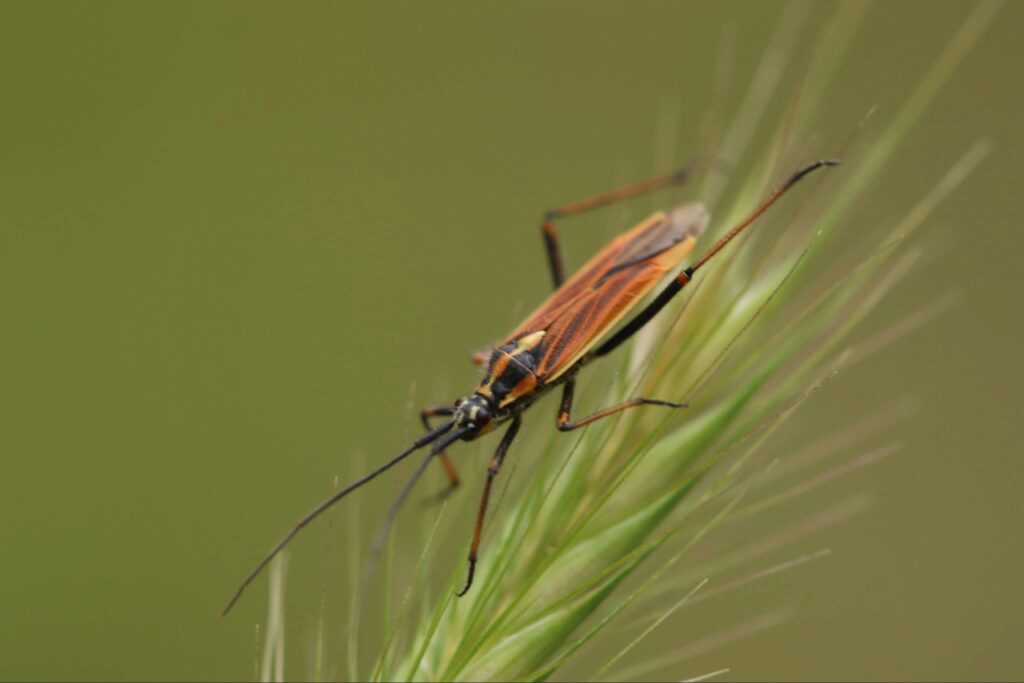 Lawn pests North Port FL including chinch bugs affecting Florida turf