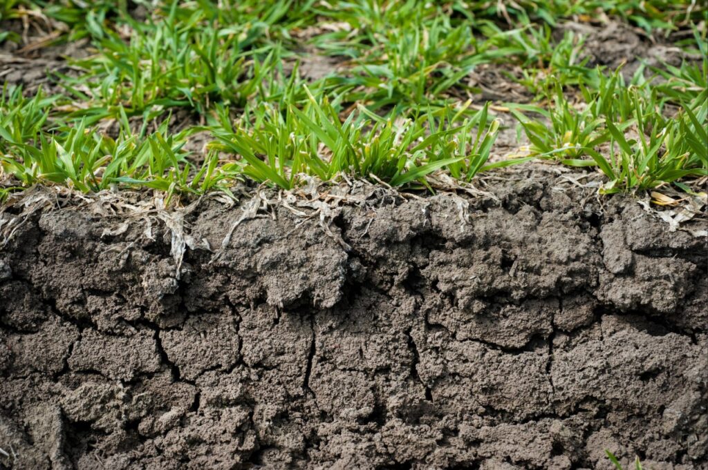 lawn aeration North Port FL | Compacted soil preventing healthy grass root growth in a residential lawn