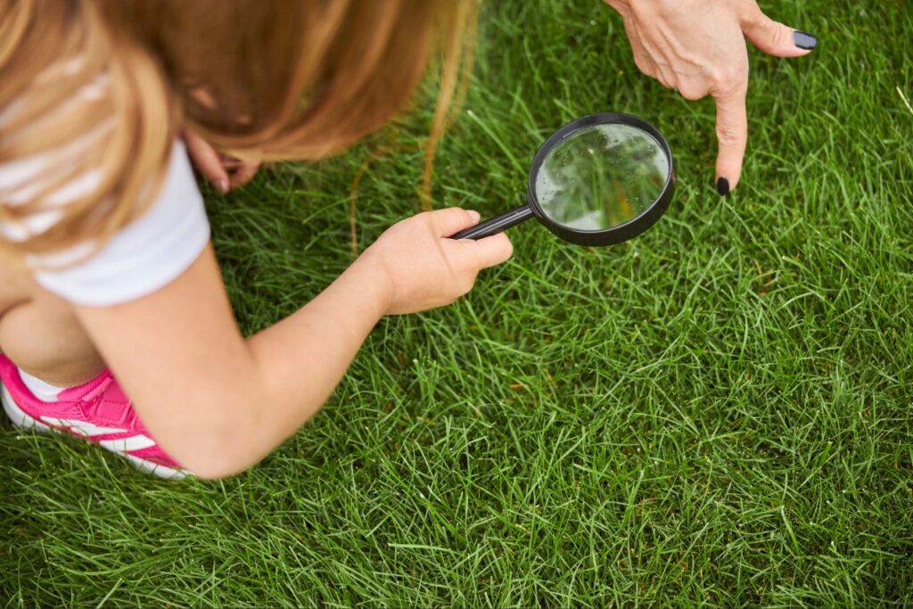 Homeowner inspecting grass for signs of lawn pests
