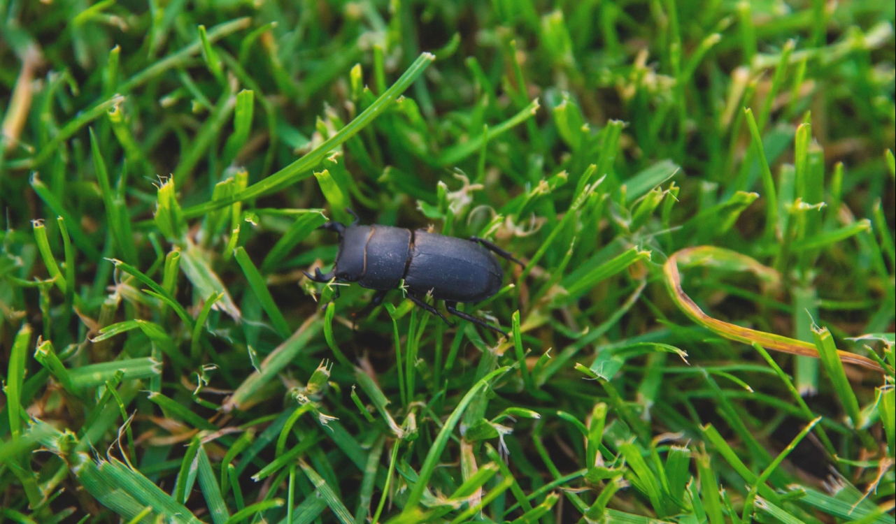 Lawn pests North Port FL damaging grass in a residential yard