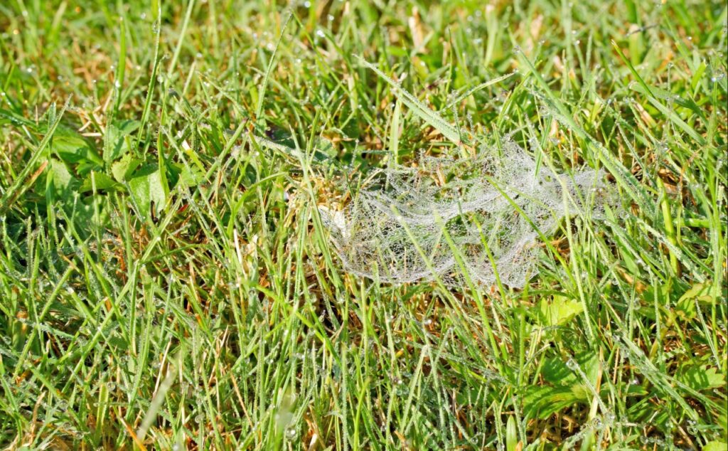 Lawn pests North Port FL including sod webworms damaging residential turf