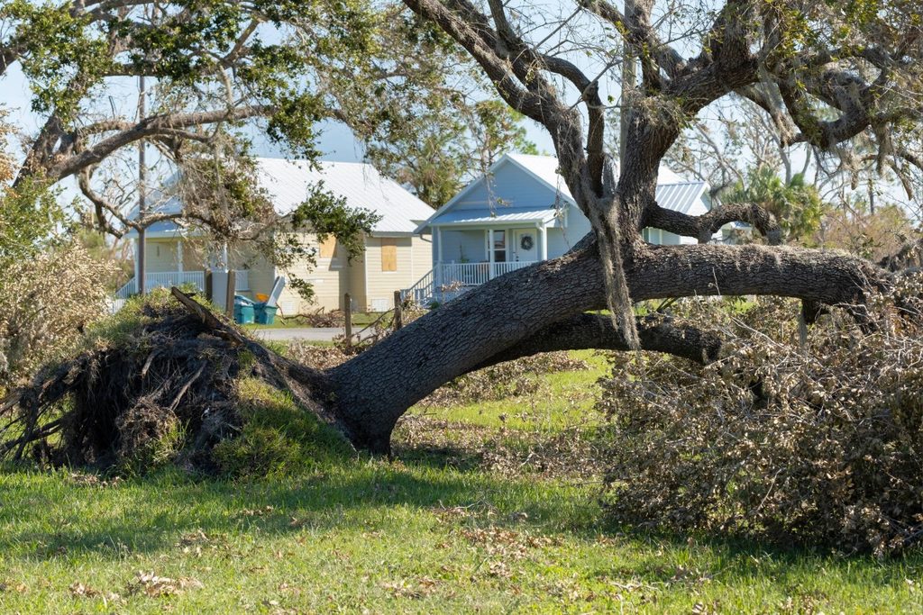 damaged-tree-near-house-north-port.jpg