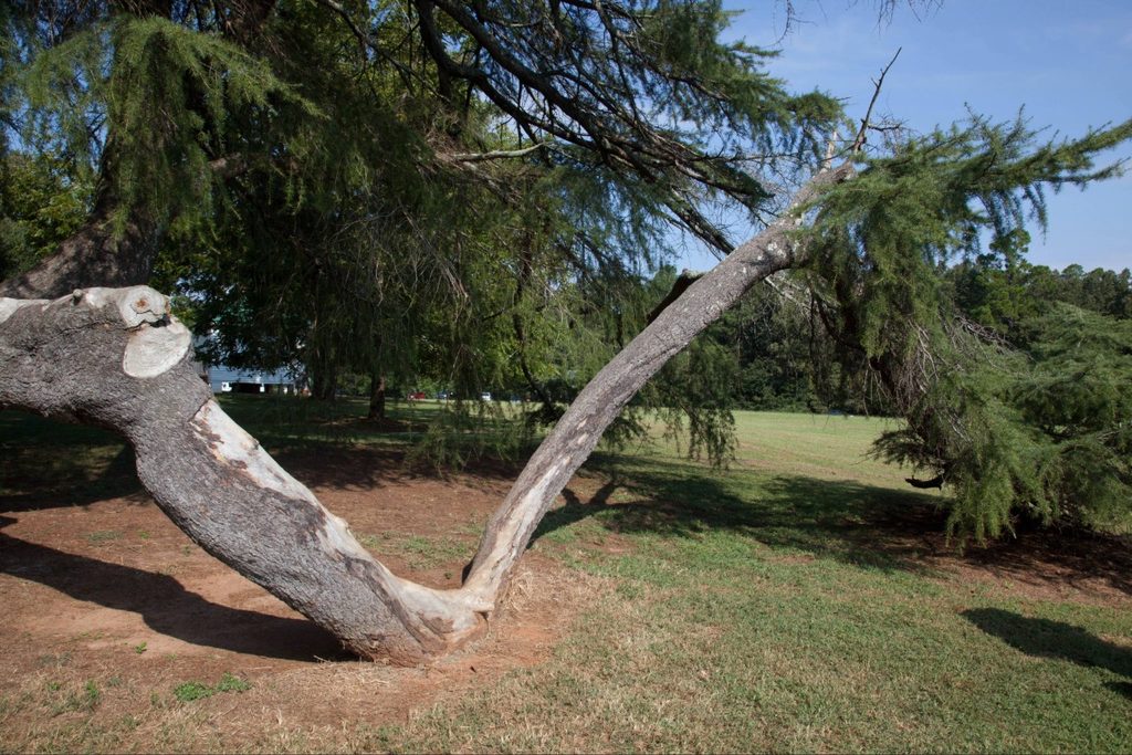 Storm-damaged tree North Port FL with hanging branches requiring professional assessment