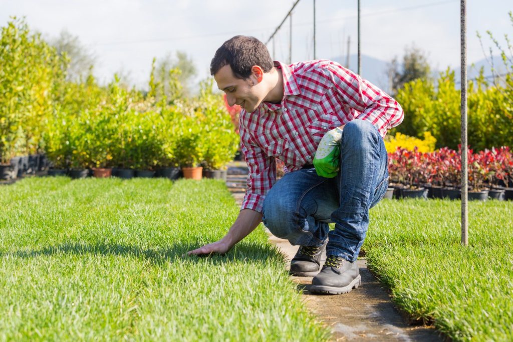Irrigation dry spots North Port FL lawn being inspected by a landscaping professional