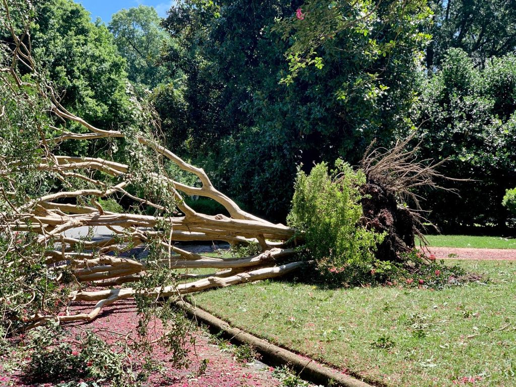Storm-damaged tree North Port FL showing leaning trunk and disturbed roots