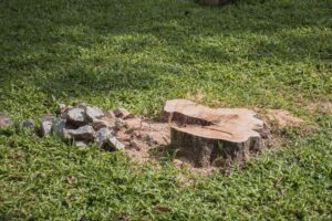 Planting after stump grinding in North Port begins with preparing a cleared stump area containing wood chips and soil