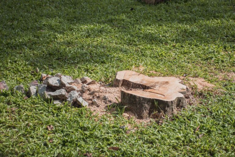 Planting after stump grinding in North Port begins with preparing a cleared stump area containing wood chips and soil