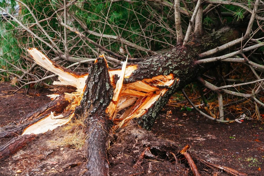 Storm-damaged tree North Port FL with visible split in the main trunk