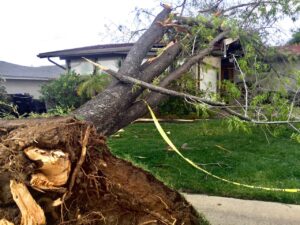 Storm-damaged tree North Port FL with broken branches after severe weather