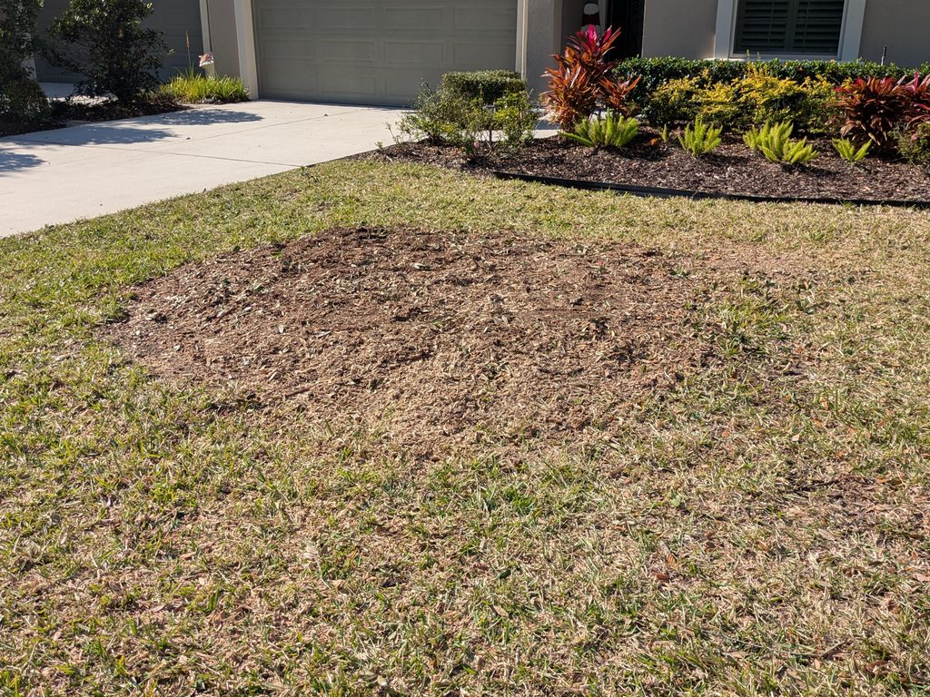 Wood chips and remaining stump grindings mixed with soil after tree stump removal